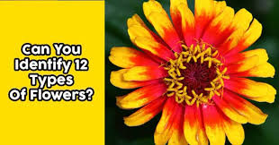 Think you know a lot about halloween? Can You Identify 12 Types Of Flowers Quizpug