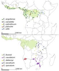 Image result for Entandrophragma delevoyi