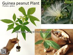 Image result for Pachira glabra