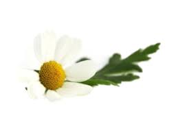 Guarda tutte le risposte e i suggerimenti per cruciverba e altri puzzle. Piante Aromatiche Archivi Pagina 8 Di 11 Azienda Bonato Piante Aromatiche