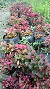 Jun 21, 2020 · 5. Daftar Harga Terbaru Sinox Nursery Bulan November 2019 Sinox Nursery