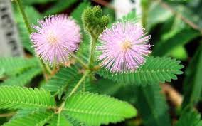 Maybe you would like to learn more about one of these? Tumbuhan Putri Malu Mimosa Pudica Linn Ulya Days
