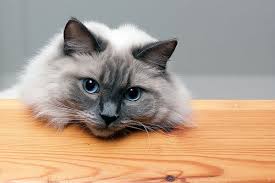 There's so much more than the. Ragdoll Cat Pet Insurance Compare Plans And Prices
