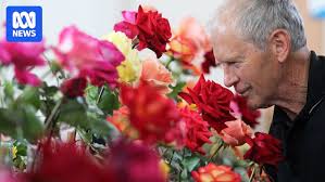 War of the roses: South Australia's premier rose title spurs competitive  spirit