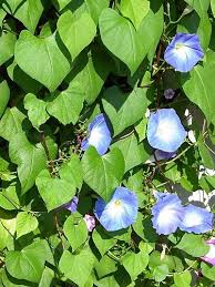 Maybe you would like to learn more about one of these? Mexican Morning Glory Ipomoea Tricolor