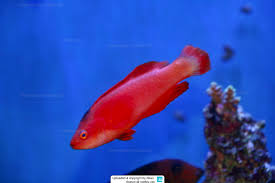 Image result for Rothmannia fischeri