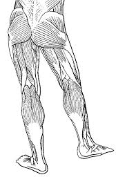 Diagram unlabeled download or read online ebook muscles diagram unlabeled in pdf format from the best user guide database 3c (infer meaning): Muscles Of The Legs