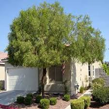 Maybe you would like to learn more about one of these? Recommended Landscaping Trees By Greencare Net Las Vegas Pool Contractor Designer And Builder