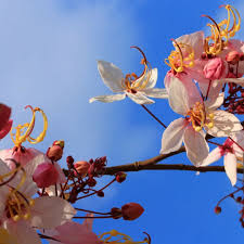 Image result for Cassia grandis