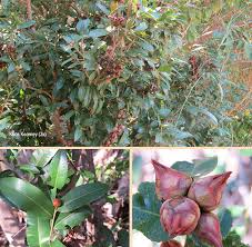 Image result for Burchellia