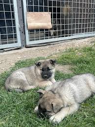 Image result for norský losí pes šedý