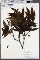 Image result for Xylopia wilwerthii