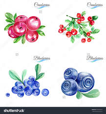 水彩水果浆果孤立在白色背景 食品及饮料 符号 标志 海洛创意 hellorf shutterstock中国独家合作伙伴 正版素材在线交易平台 站酷旗下品牌 watercolor fruit