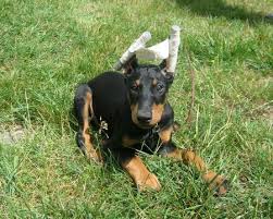 Most vets will actually refuse to crop a dog's ears after a certain age…although if you look around, you this procedure is going to determine how your dog looks for the rest of their life, so make sure to do your homework and find a good vet. The Practice Of Cropping Dog Ears