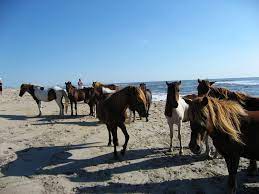 Assateague Island National Seashore Maryland Camping Spots Best Places To Camp East Coast Road Trip