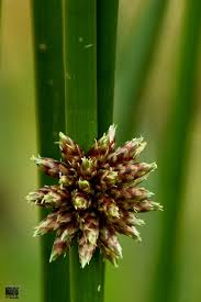Image result for Schoenoplectiella articulata