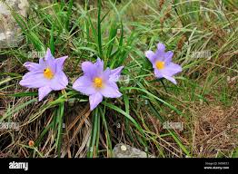 Image result for Velloziaceae