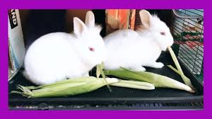 Conejos Los Conejos Comen La Tusa De Maiz Corn Shank Tusa De Elotes Mazorca 5 14 20 Youtube Sí, pero debes hacerlo con moderación. conejos los conejos comen la tusa de