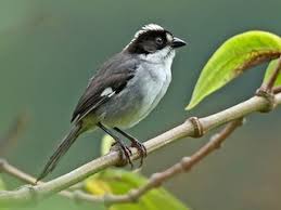 Image result for Pneumatopteris afra