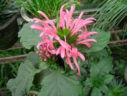 Online catalog of ornamental plants: Brazilian Plume Flower Profile Rayagarden