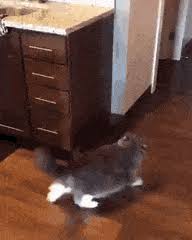 I find this really strange, as every other cat i've had could easily jump 5 feet or more without a problem. Best Cat Jump Gifs Gfycat