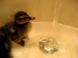 Once your baby is ready for a bath, you might use a plastic tub or the sink. Ducklings First Bath Sully Teaches The Water A Lesson Youtube