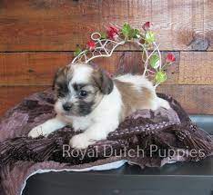 Dog breeds used in knpv from 1907 to 1932. Zuchon Teddy Bear Female Puppy In Le Mars Iowa Hoobly Classifieds