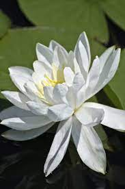 Waterlily All Flowers Name Water Lilies Flower Names