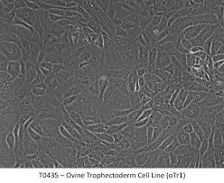 Image result for Silver Grey 1999 AAV