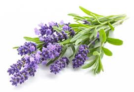 Lavendel - søknad, oppskrifter, medisinsk plante / Naturmedisin |  Alternativ medisin og metoder for behandling av sykdommer.