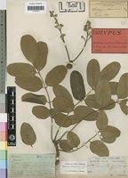 Image result for Ekebergia benguelensis