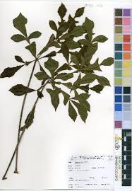 Image result for Cussonia arenicola