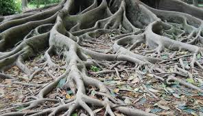 The root is the point from which further subsets are branched in a logical sequence that moves from a broad or general focus to. New Dynamic Model Better Portrays How Plant Roots Forage And Adapt To Resource Fluctuation