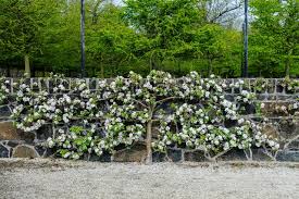 Some fruit trees adapt better to this technique than others. The Art Of Espalier How To Train Fruit Trees Into 2d Sculptures Houzz Nz