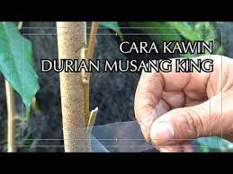 5 cara merawat tanaman sirsak agar berbuah lebat #caramerawattanamansirsak #ciptaalami. Cara Perbanyak Durian Musangking Ala Malaysia Youtube