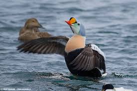 Black Water Bird With White Stripe On Head King Eider Somateria Spectabilis Einar Gudmann Eider Pet Birds Types Of Ducks