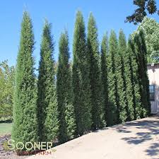 Juniperus Virginiana Taylor Leyland Cypress Trees Landscape Plan Backyard Trees