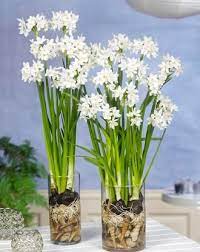 Indoor Narcissus Paperwhites Ziva Daffodil Bulbs Paperwhite Flowers Bulb Flowers