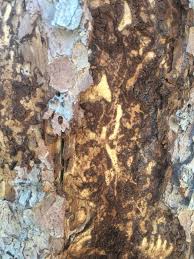 A spruce beetle, dendroctonus rufipennis, is a very small beetle that digs into the bark of certain types of spruce trees. Assessing The Risk Of Denali S Forests To Spruce Beetle Outbreak U S National Park Service