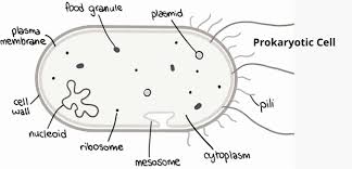 We did not find results for: Are Plants Eukaryotic Or Prokaryotic Garden Bagan