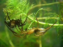 It has been placed in the family argyronetidae; Diving Bell Spider Wikipedia