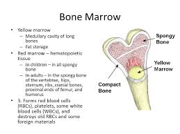 We did not find results for: Bones Review Ppt Video Online Download