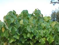 Image result for Macaranga schweinfurthii