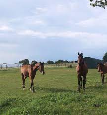 pin by irene artieda on tell me love is endless horse life horses horse love