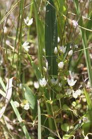 Image result for Lysimachia tenuicaulis