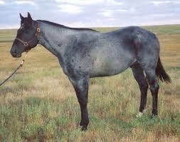 Image result for tbn:tVj6rqcH-AQR9M::www.pregonagropecuario.com.ar/images/caballo_overo.jpg