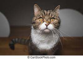 Check spelling or type a new query. The Cute Persian Cat Sitting On The Table And Looking Something Selective Focus Shallow Depth Of Field Canstock