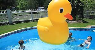 Keeping a few domestic ducks in the garden is a growing trend and having kept them myself for a few years, i can understand why people are drawn to keeping a few of these webbed wonders. How To Keep Ducks Out Of The Pool Intheswim Pool Blog