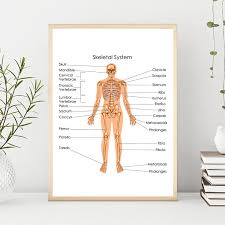 Us 2 66 20 Off Human Skeletal System Diagram Prints Biology Medical Education Chart Wall Art Poster Doctor Office Decor Canvas Painting Picture In
