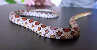 Lavender corn snakes fall under the category of the most lovable pets in the us. 14 Cool Corn Snake Morphs With Pictures